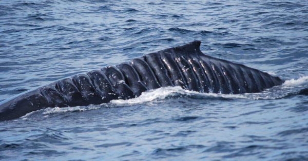 Bị chân vịt tàu thủy chém đến cơ thể đầy tổn thương, con cá voi vẫn sống sót như một điều kì diệu khiến các nhà khoa học ngỡ ngàng