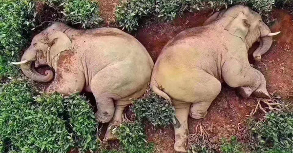 Trung Quốc: 14 chú voi rủ nhau đột nhập vườn ngô tìm thức ăn còn 'nhậu' hết 30 lít rượu của dân rồi lăn ra đánh một giấc ngon lành viên mãn